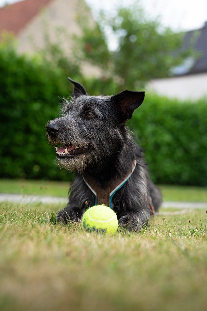 dog, nature, pet-5553706.jpg